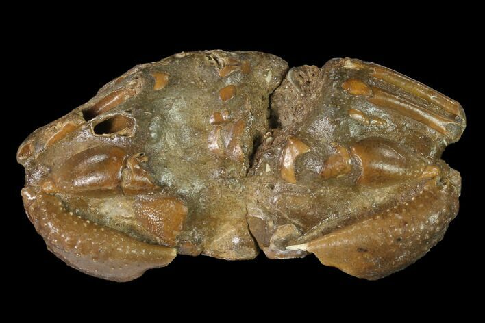 Pliocene Crab (Galene) Fossil - Cape York Peninsula, Australia #143168
